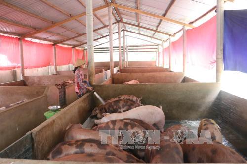 Người chăn nuôi Bến Tre loay hoay 'giải cứu' chính mình